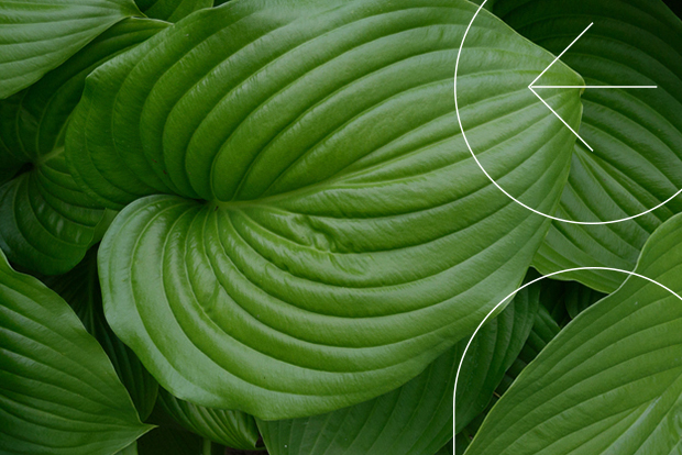 Employer-Sponsored Insurance